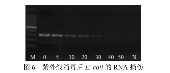 紫外线对RNA的损伤